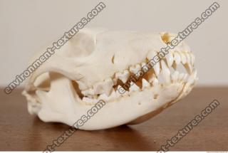 photo reference of skull 0018
